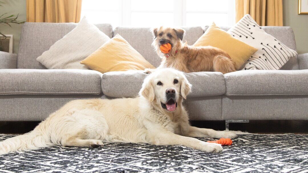 Dog eating hot sale sofa